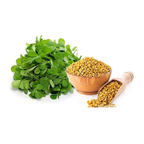 Kasuri Methi / Fenugreek Vegetable Seeds for Home Garden & Terrace | Aromatic Leafy Herb Plants 